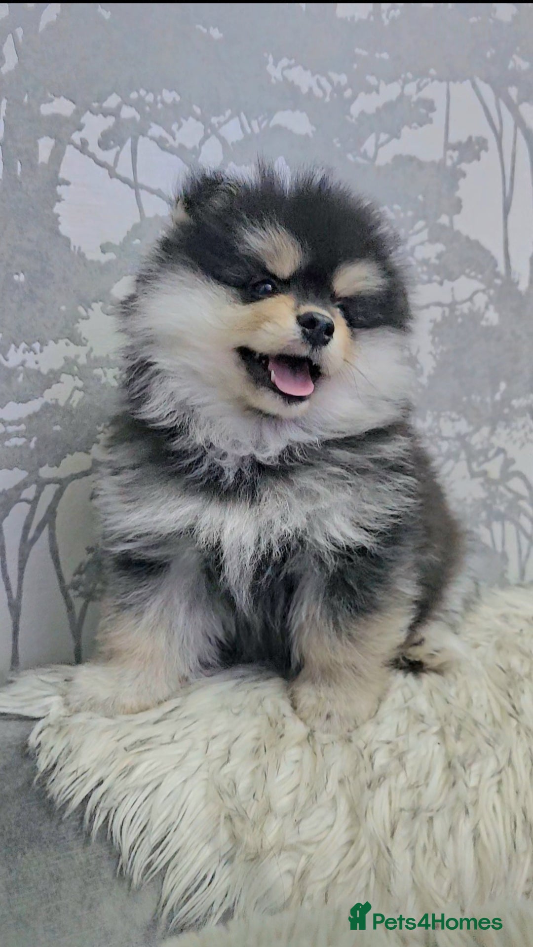 Pomsky dogs for sale: Pomsky puppies very small toy size F3  - Image 5