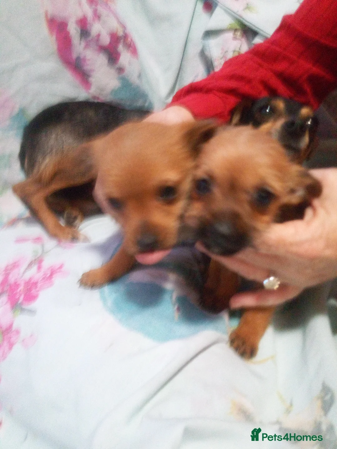 Mixed Breed dogs for sale: Chihuahua x jack russell - Advert 6