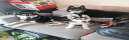 Siberian Husky dogs for stud: Husky Stud  - Advert 23