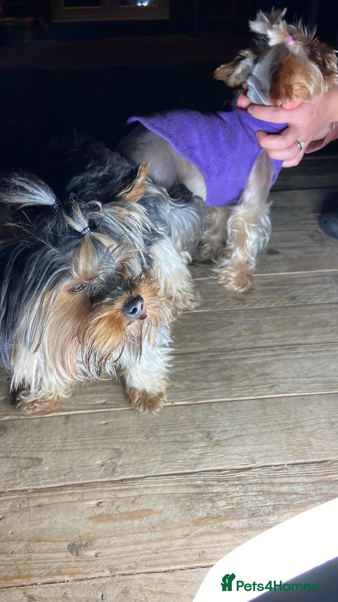 Yorkshire Terrier dogs for stud: Rocky in Hornchurch - Advert 16