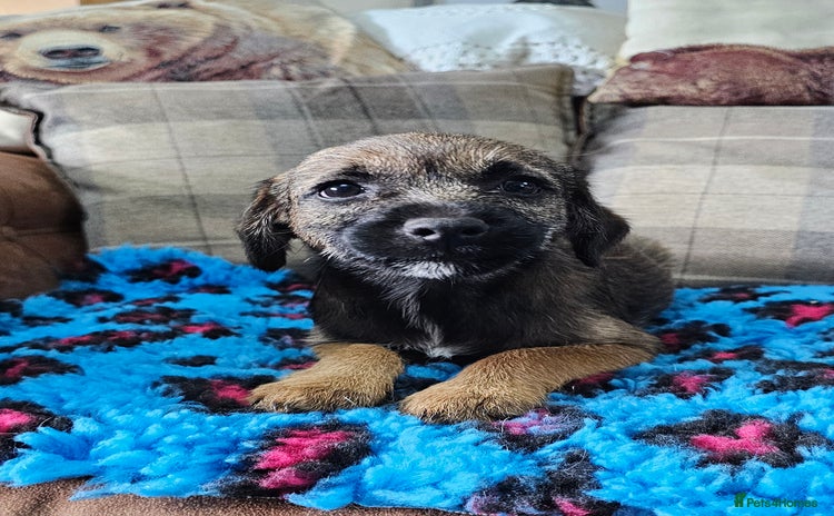 Border Terrier dogs - Advert 7