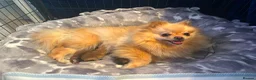 Pomeranian dogs for sale: Beautiful champion-line Pomeranian puppies 🩷🐶💙 - Advert 13