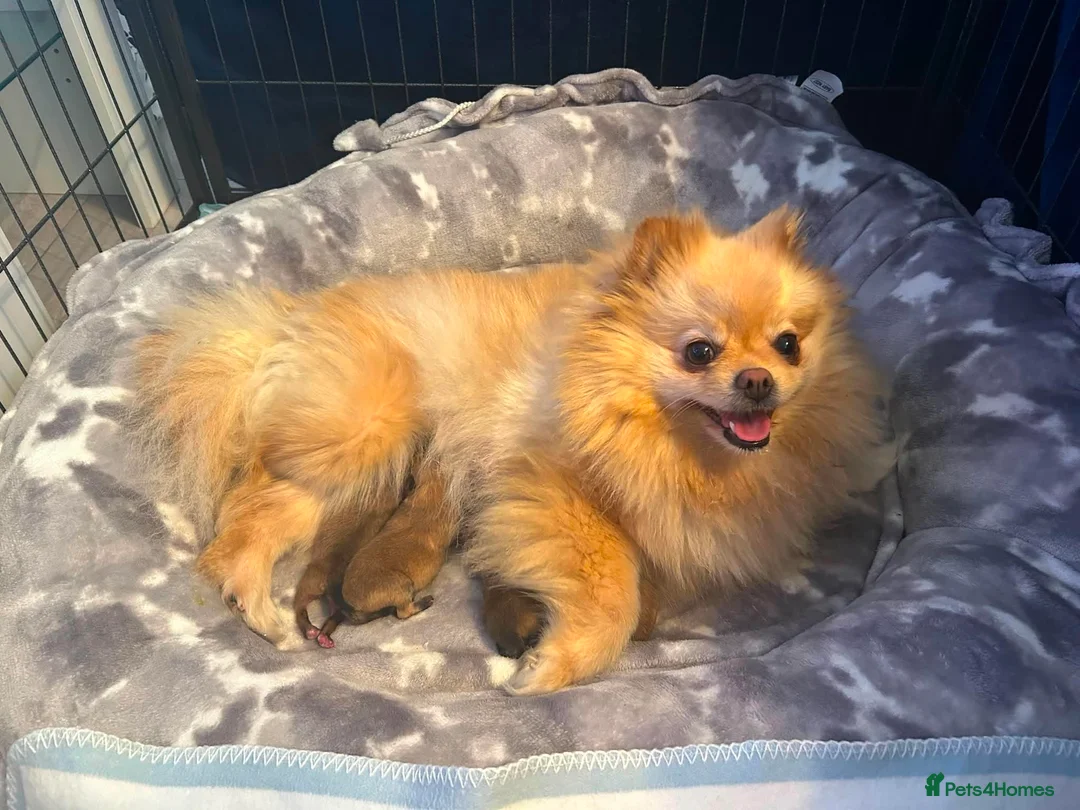 Pomeranian dogs for sale: Beautiful champion-line Pomeranian puppies 🩷🐶💙 - Advert 13