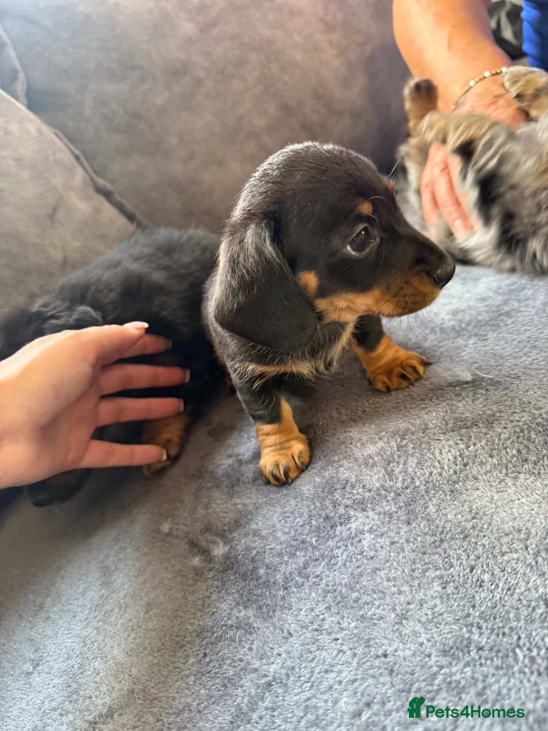 Miniature Dachshund dogs for sale: 3 miniature dachshunds 1 girl 2 boys  in Chatteris - Advert 10
