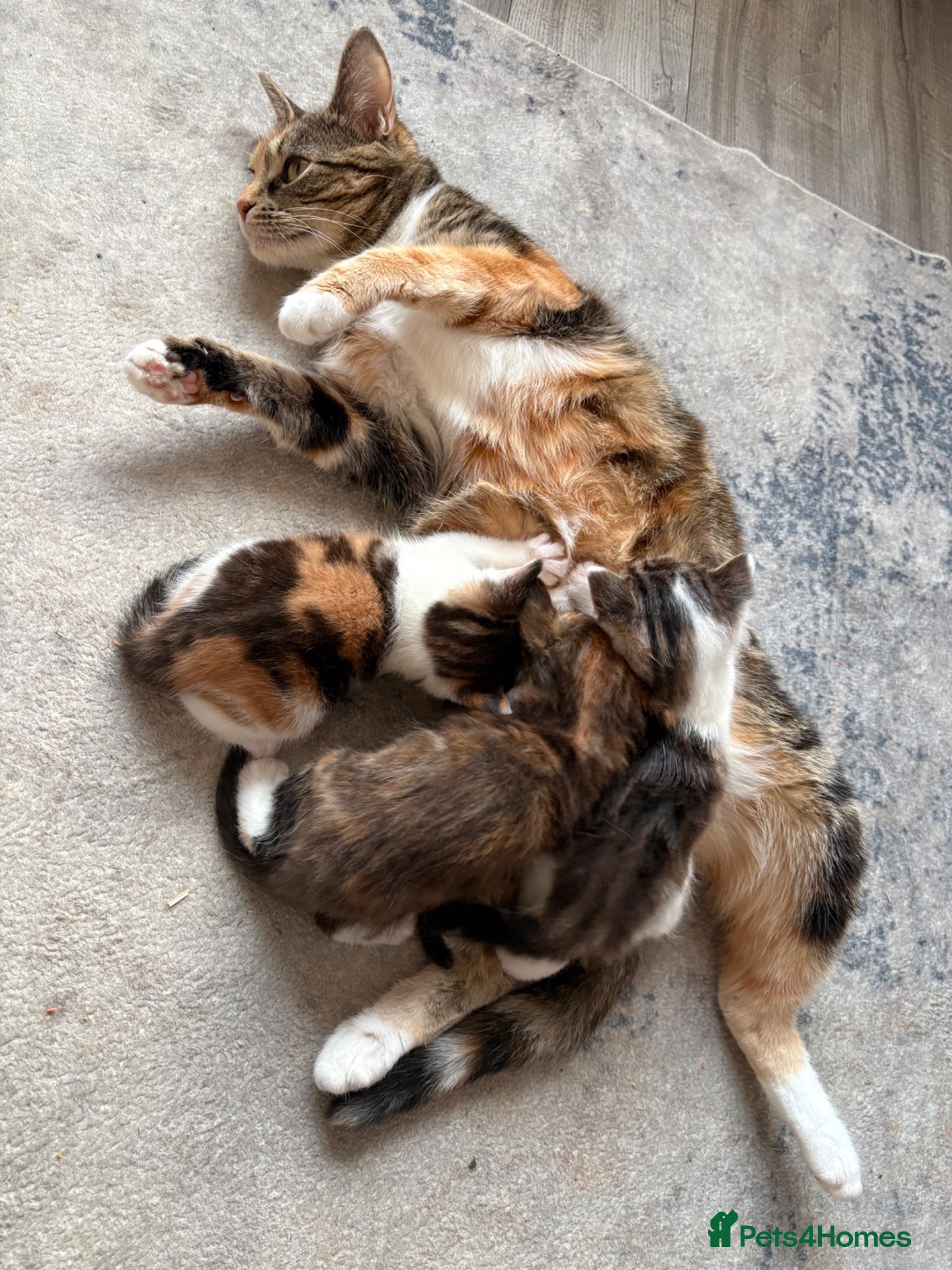Mixed Breed cats 3 Gorgeous Kittens  - Advert 7