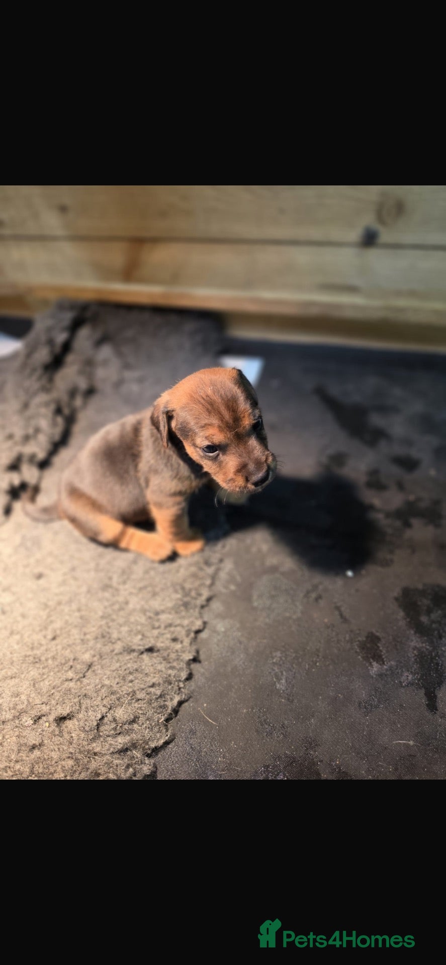 Mixed Breed dogs for sale: 3 male terrier pups - Advert 1