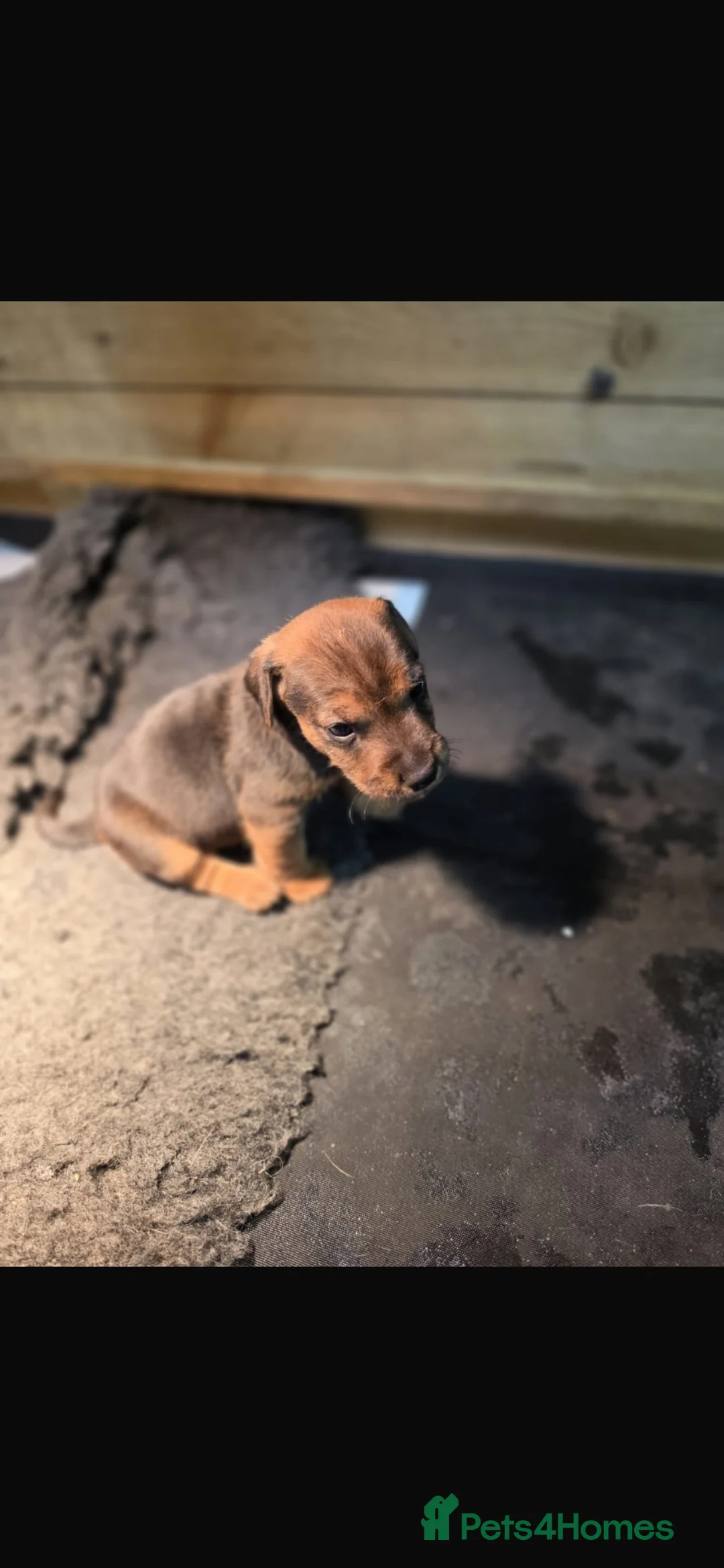 Mixed Breed dogs for sale: 3 male terrier pups in Alexandria - Advert 1