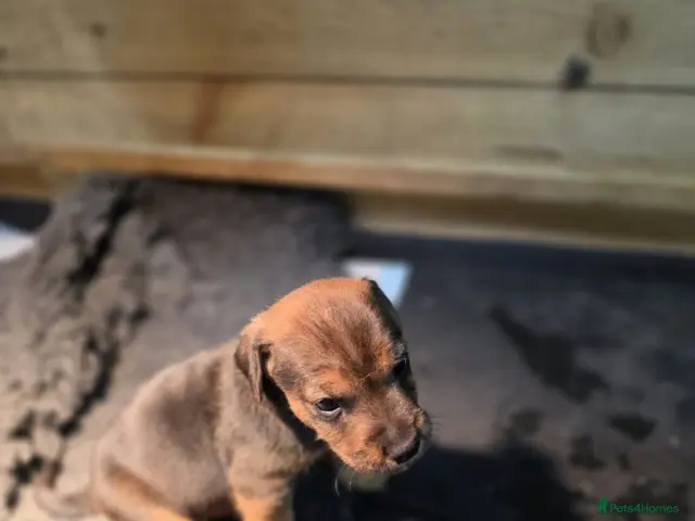 Mixed Breed dogs for sale: 3 male terrier pups - Advert 1