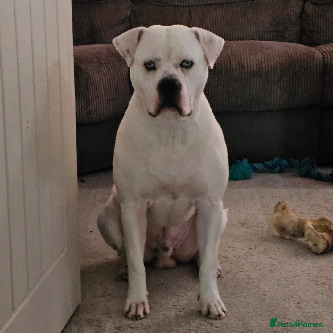 American Bulldog dogs for sale: Male American bulldog  in Wallsend - Advert 2