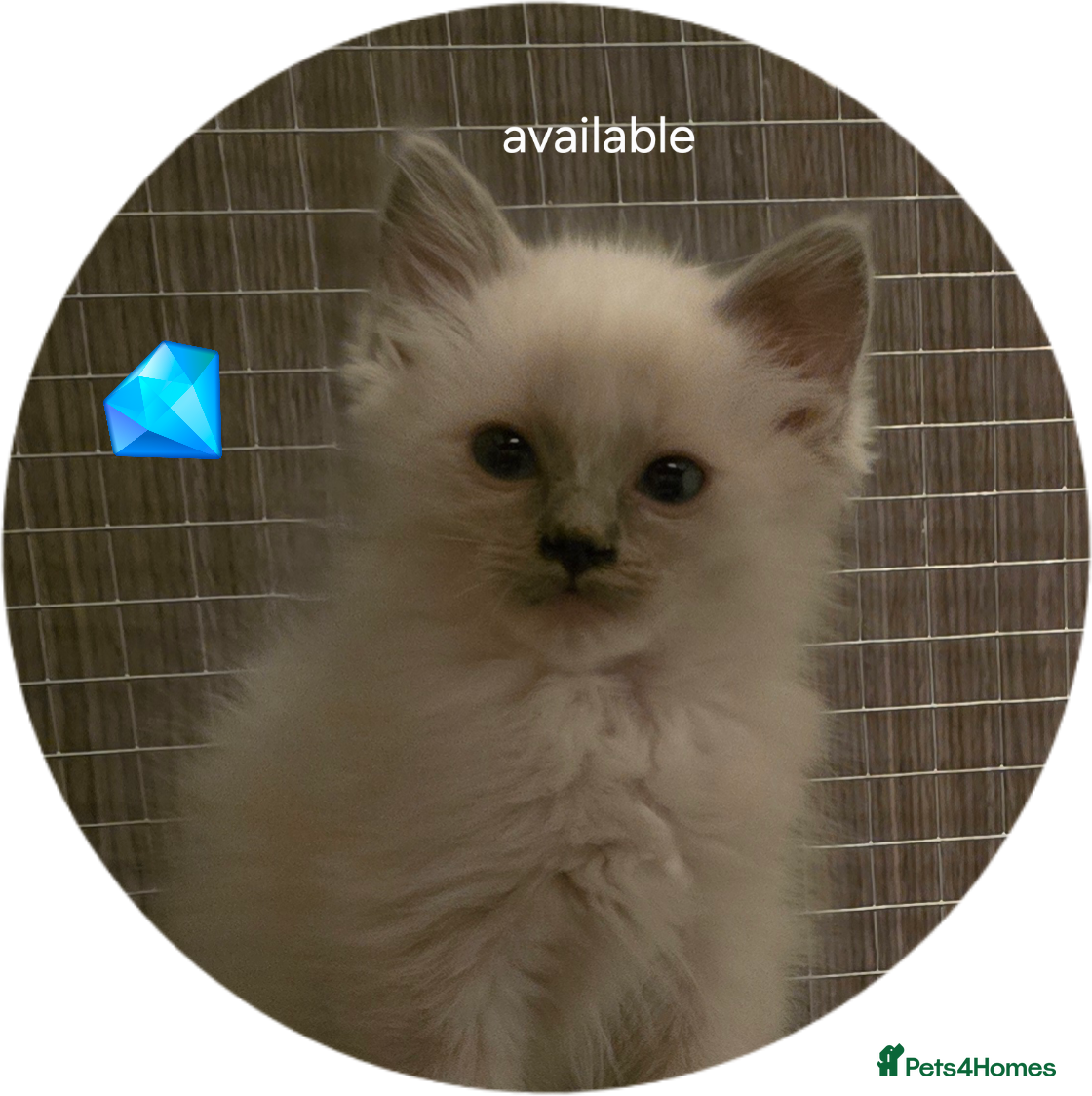 Ragdoll cats Ragdoll kittens  - Advert 10