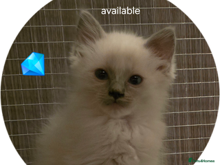 Ragdoll cats Ragdoll kittens - Advert 9