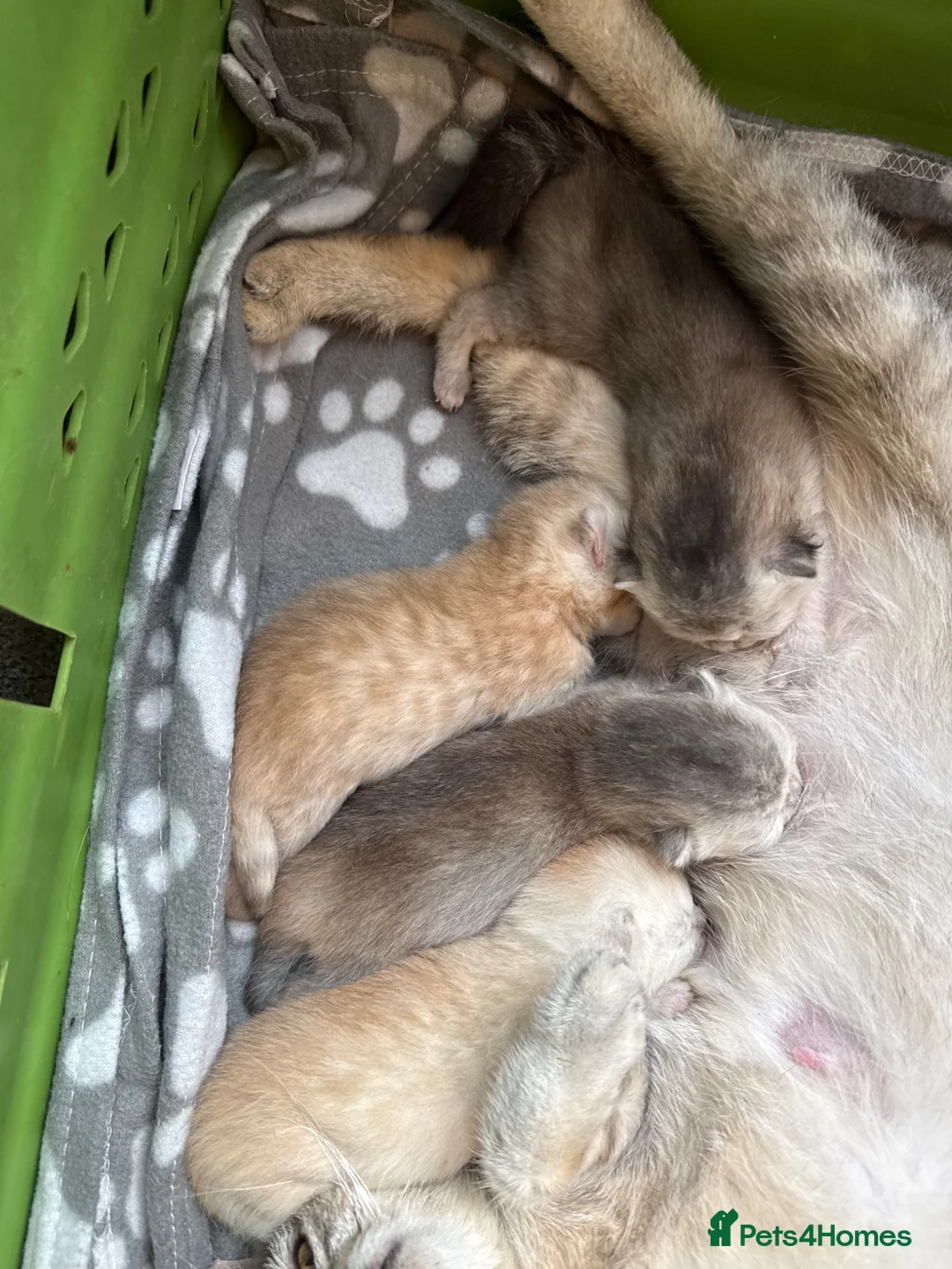 British Shorthair cats for sale: 🐾 British Shorthair Kittens for Sale 🐾 - Advert 1