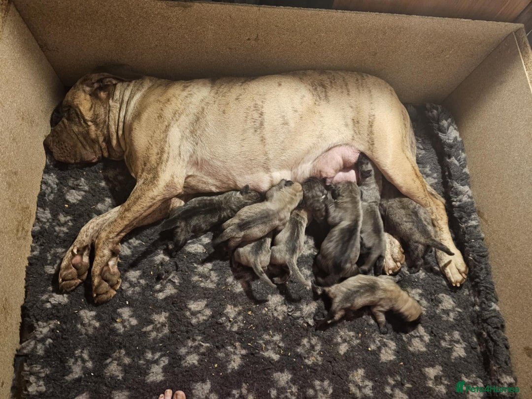 Presa Canario dogs for sale: Presa Canario pups  - Image 15