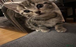 Mixed Breed cats for sale: 3 Beautiful Kittens Remaining  - Image 29