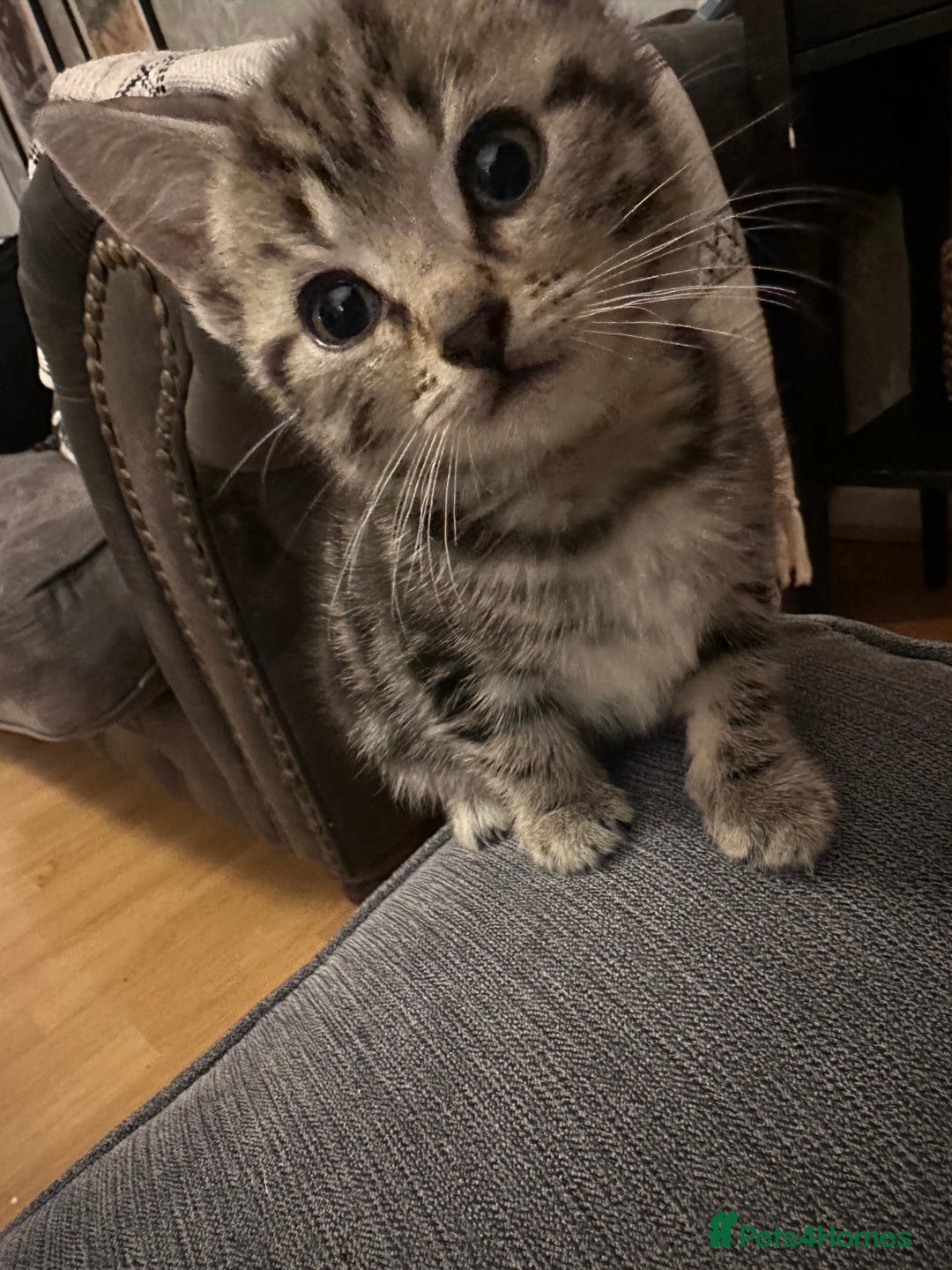 Mixed Breed cats for sale: 3 Beautiful Kittens Remaining  - Image 29