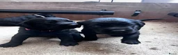 Labrador Retriever dogs for sale: Beautiful litter of KC black working Labradors  - Advert 12