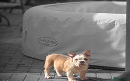 Mixed Breed dogs for sale: Mum frenchie dad English bulldog  - Image 3