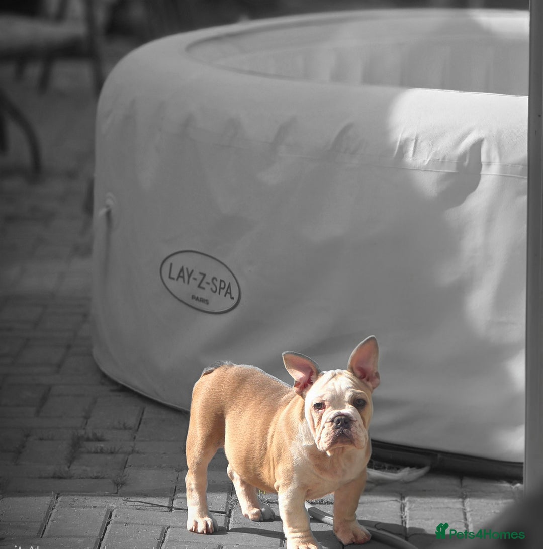 Mixed Breed dogs for sale: Mum frenchie dad English bulldog  - Image 3