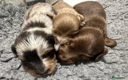 Miniature Dachshund dogs for sale: **MINI LONG HAIRED DACHSHUND** - Image 12