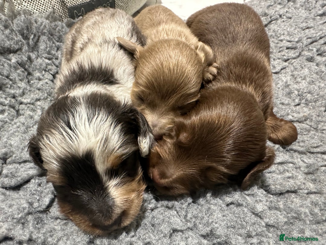 Miniature Dachshund dogs for sale: **MINI LONG HAIRED DACHSHUND** - Image 12