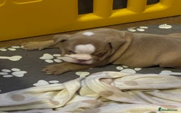 English Bulldog dogs for sale: English bulldogs pup - Image 12