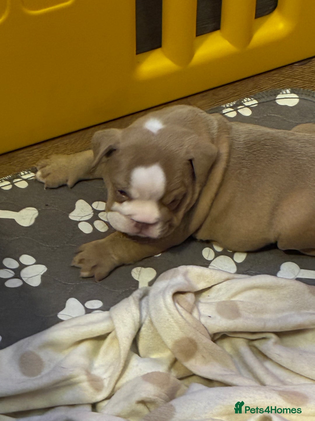 English Bulldog dogs for sale: English bulldogs pup - Image 12