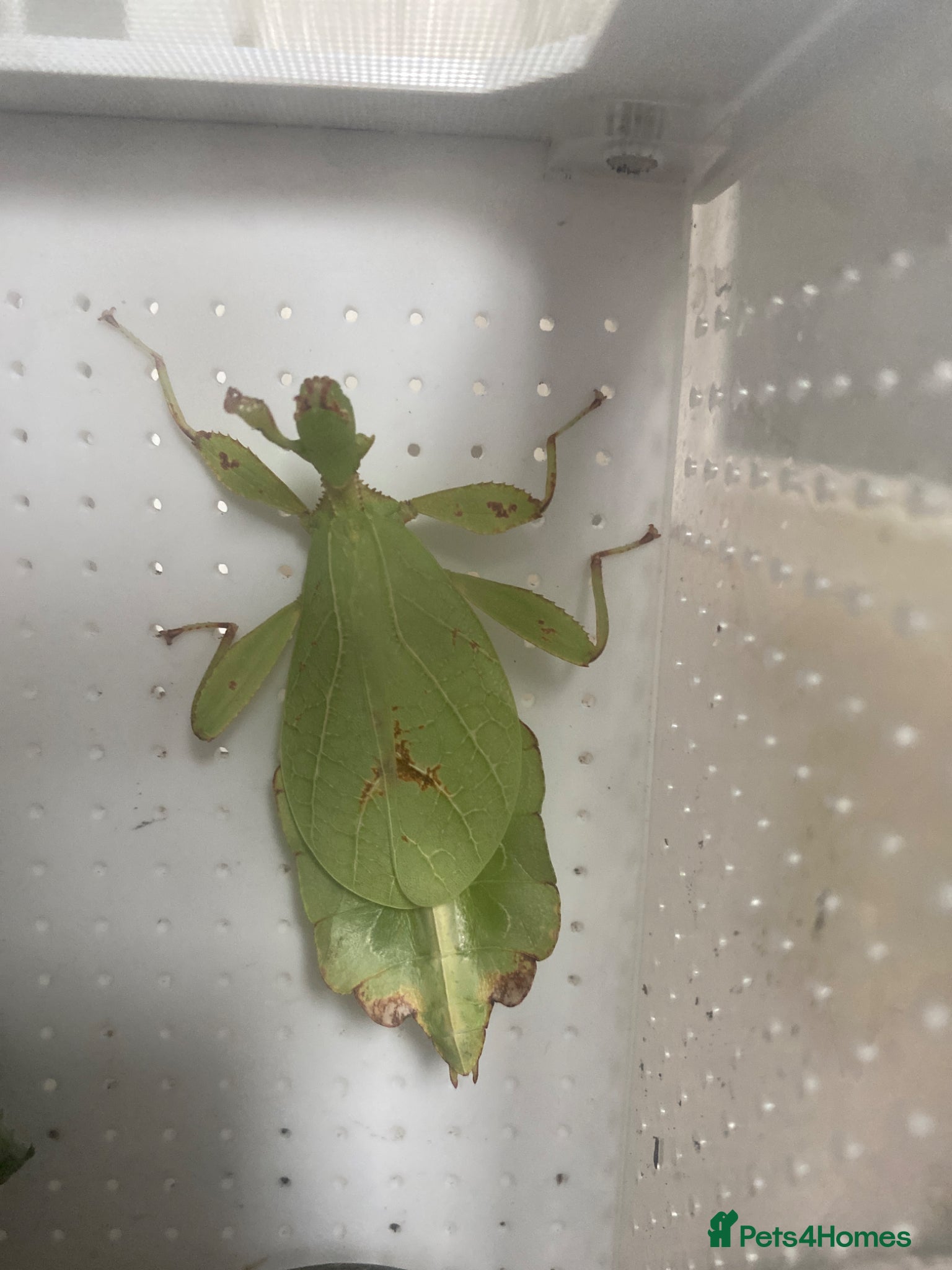 Praying Mantis invertebrates Bobby - leaf insect  - Advert 6