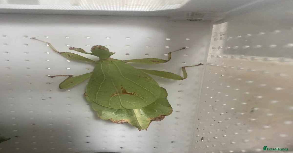 アビソ プレイング・マンティス5’4″ AVISO　PRAYING MANTIS 週末値下げ！AVISO PRAYING MANTIS 5.4 送料込み！ 【公式通販】