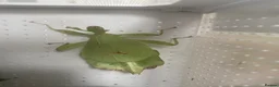 Praying Mantis invertebrates for sale: Bobby - leaf insect  in York - Advert 1