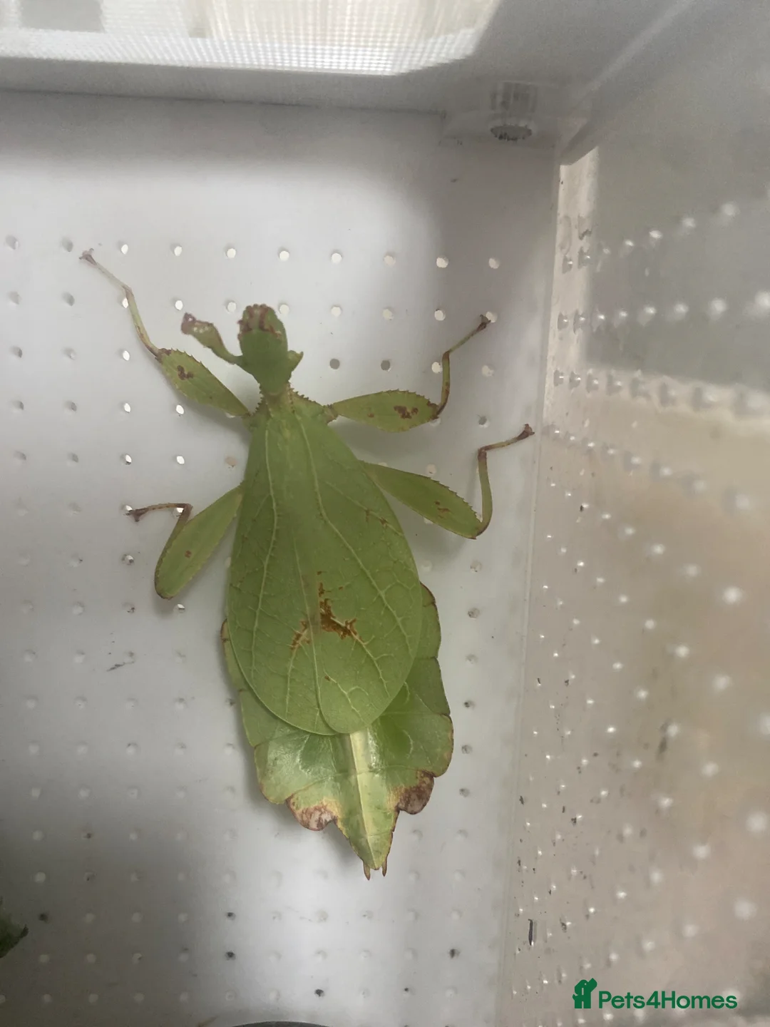 Praying Mantis invertebrates for sale: Bobby - leaf insect  in York - Advert 1