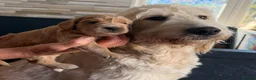 Goldendoodle dogs for sale: Beautiful Goldendoodle Puppies ready next week - Advert 28