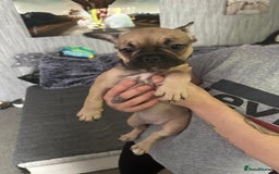 French Bulldog dogs for sale: Amazing french bulldog  - Image 2