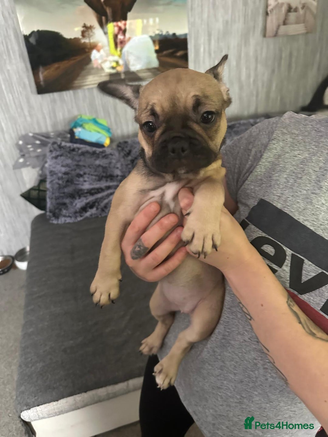 French Bulldog dogs for sale: Amazing french bulldog  - Image 2