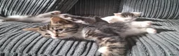 Mixed Breed cats for sale: Beautiful friendly kittens looking for loving home - Advert 10