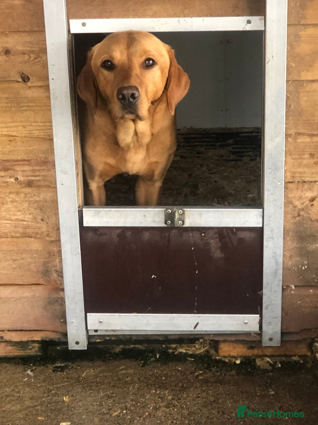 Labrador Retriever dogs for sale: Foxred Labrador - Image 4