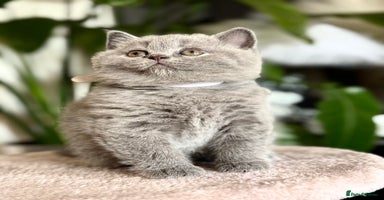 Scottish Fold cats - Advert 9