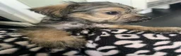 Mixed Breed dogs for sale: Mixed terrier puppies  - Advert 2