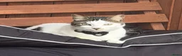 Mixed Breed cats for sale: Beautiful Becky, 5-Year-Old Cat for Rehoming in Wallasey - Advert 4