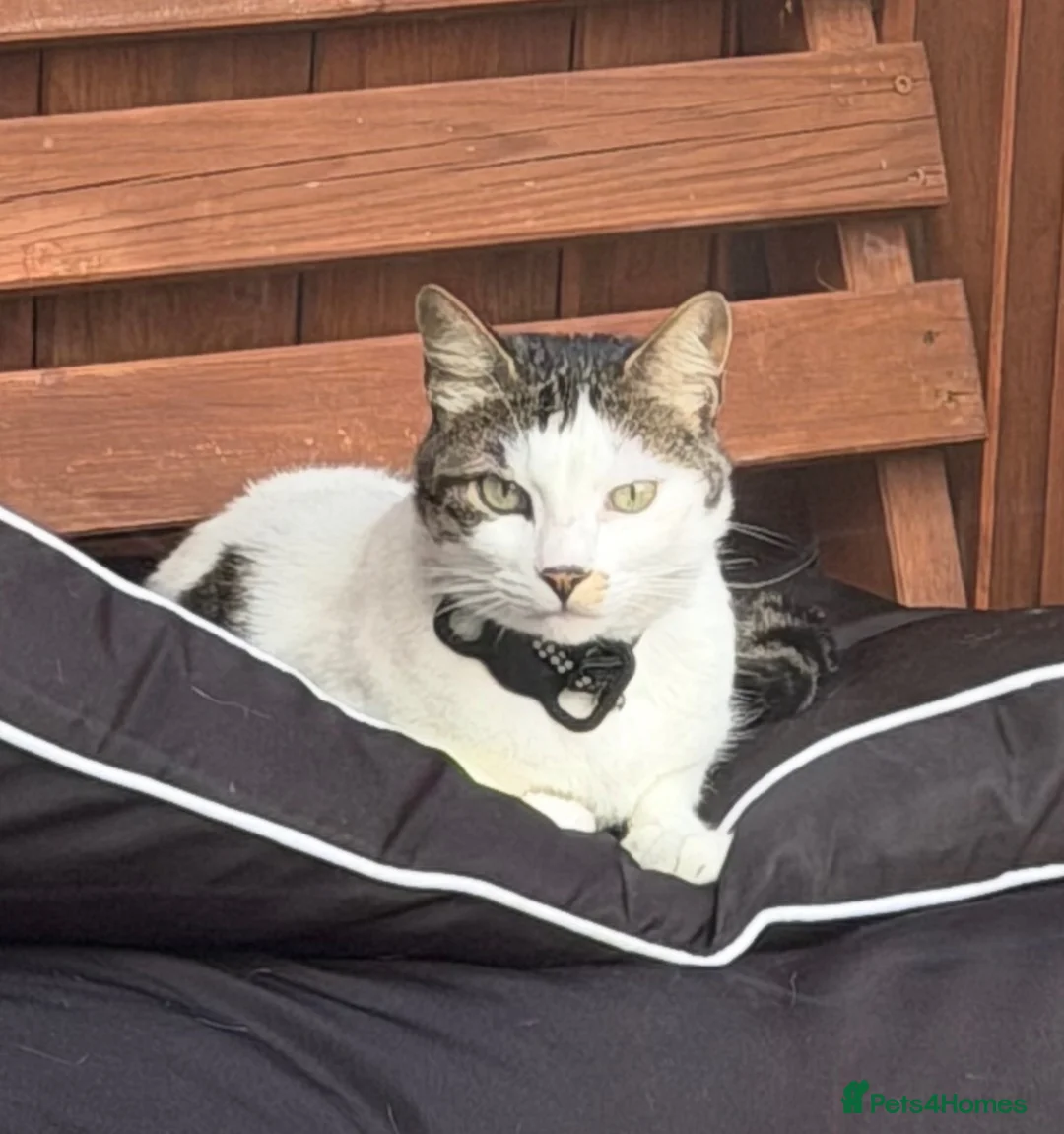Mixed Breed cats for sale: Beautiful Becky, 5-Year-Old Cat for Rehoming in Wallasey - Advert 4