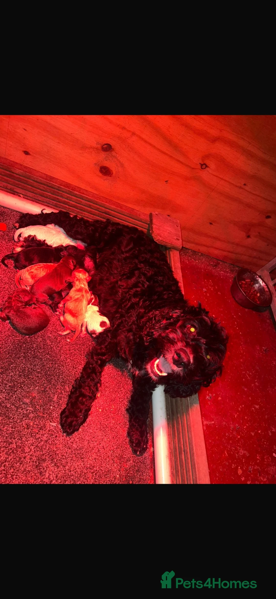 Cockapoo dogs for sale: Cockapoo puppies - Advert 7