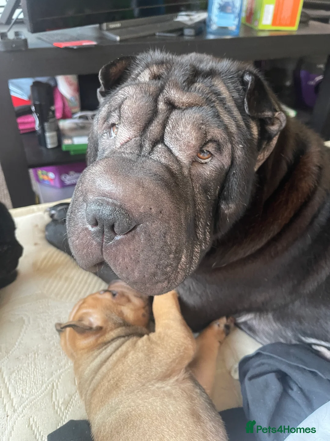 Shar Pei dogs for sale: Shar pei - Advert 21