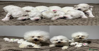 Bichon Frise dogs Pure Pedigree Champion Bloodline Bichon Frise  - Advert 16