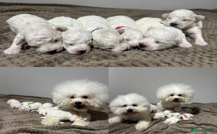 Bichon Frise dogs - Advert 2