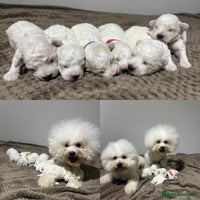 Bichon Frise dogs Pure Pedigree Champion Bloodline Bichon Frise - Advert 3