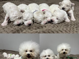 Bichon Frise dogs for sale - Advert 1