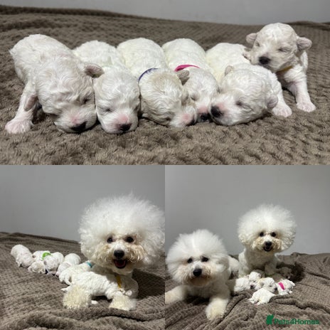Bichon Frise dogs - Advert 2