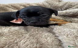 Mixed Breed dogs for sale: Cockapoo x French Bulldog - Image 10