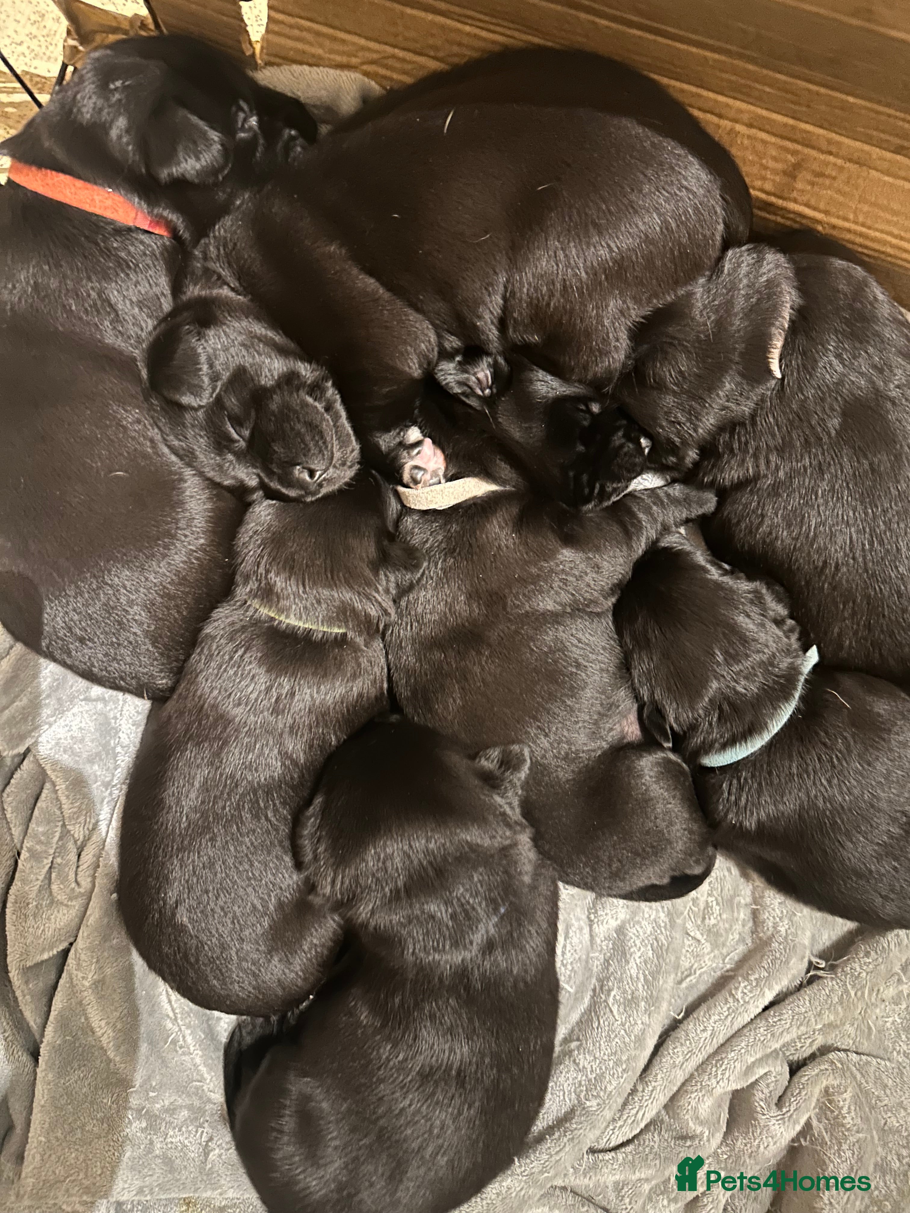 Borador dogs Labrador x Collie Puppies - Advert 1