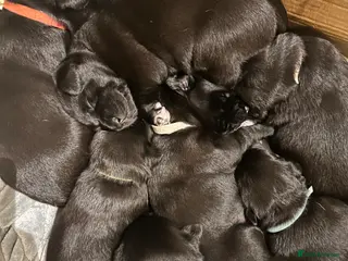 Borador dogs Labrador x Collie Puppies - Advert 12