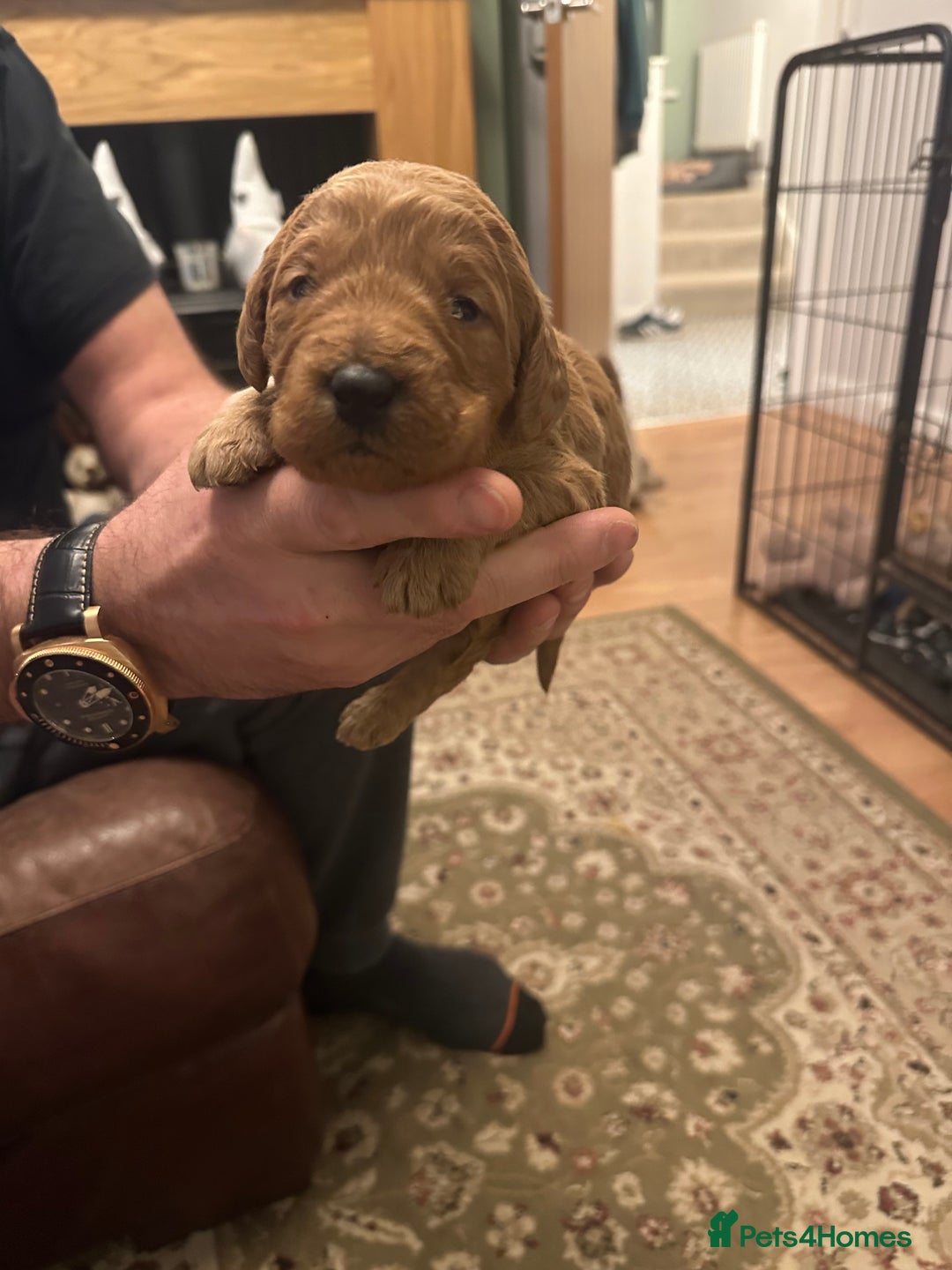 Labradoodle dogs for sale: Miniature F1 Labradoodles  - Advert 14